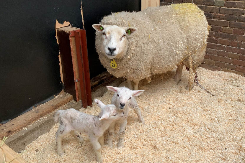 Moederschaap met lammetjes