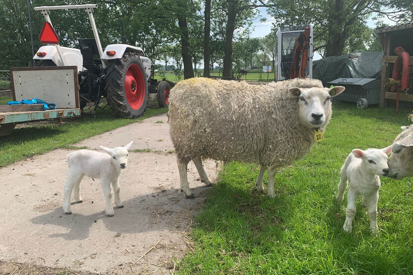 Schapen met op de achtergrond de heftruck