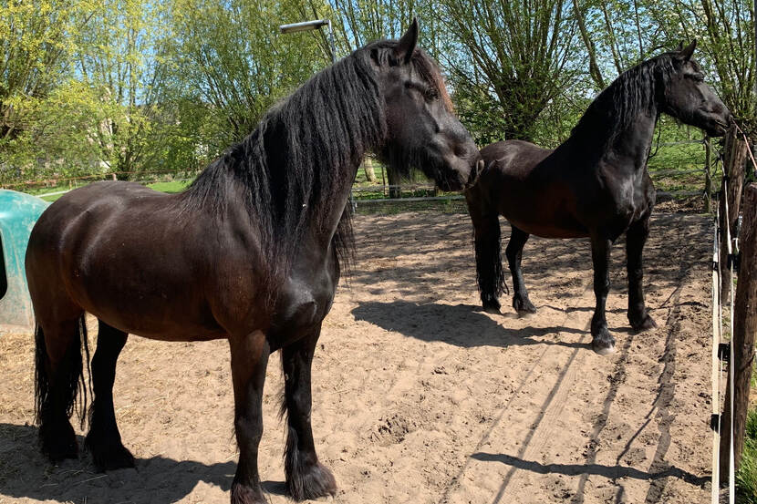 Nynkes twee Friese paarden